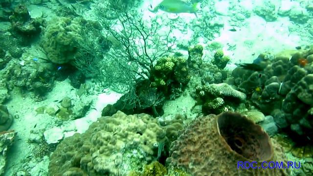 Первый дайвинг смотреть онлайн