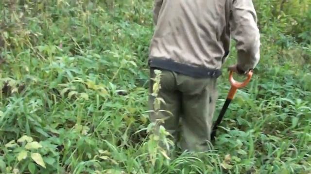 Заготавливаем корень лопуха. К нам пришли дожди. смотреть онлайн