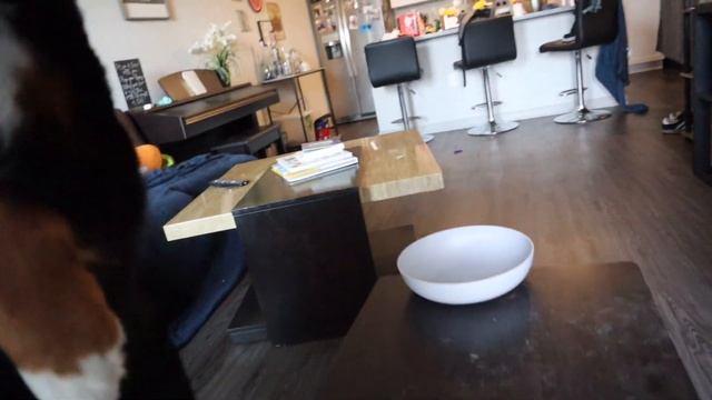 Bernese Mountain Dog Reviews Food | Taste Test Part Two смотреть онлайн