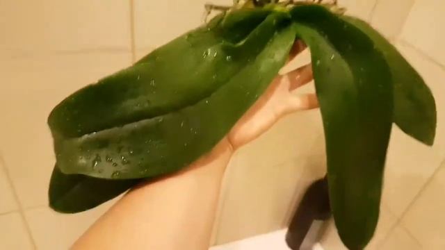 Орхидея на блоке, полная версия смотреть онлайн