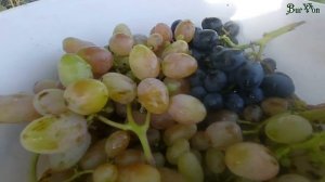 Мочёный виноград.