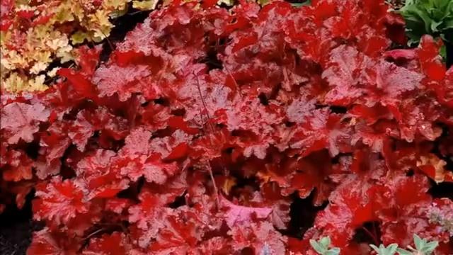 Самые тенелюбивые и теневыносливые растения для сада  кустарники и цветы