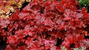 Самые тенелюбивые и теневыносливые растения для сада  кустарники и цветы