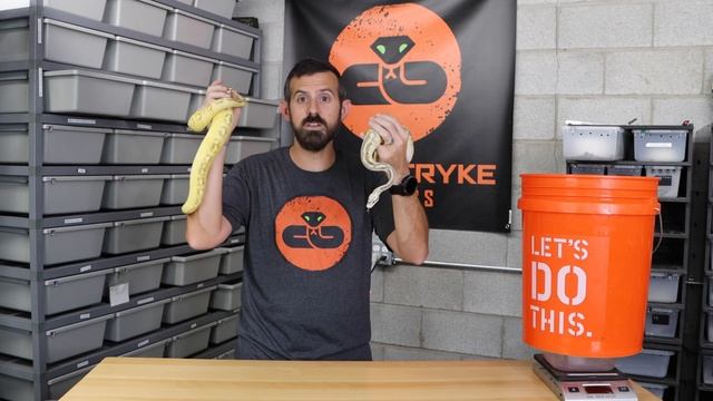 DOES BALL PYTHON SIZE MATTER? смотреть онлайн