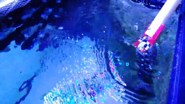 BABY SHARK EGGS! Do. Do. Do. Do. смотреть онлайн