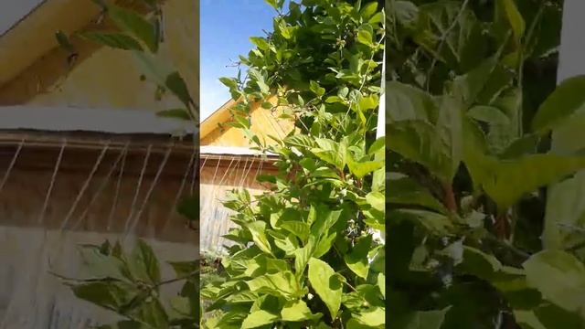 #лимонниккитайский / Цветение Лимонника китайского ( лат. Schisandra chinensis) Часть I смотреть онлайн