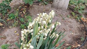 Живые цветы. Красивая клумба с Лилиями и Юками - прекрасными цветущими растениями на высоком стебле