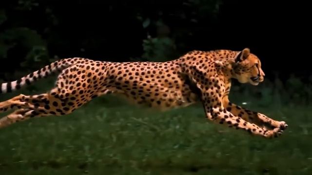 Montale Oudrising (2020) смотреть онлайн