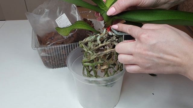 Так правильно ПЕРЕСАЖИВАТЬ орхидею Все этапы смотреть онлайн