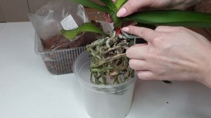 Так правильно ПЕРЕСАЖИВАТЬ орхидею Все этапы