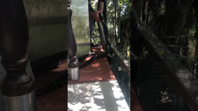 Coastal Carpet Python on a Pizza Oven смотреть онлайн