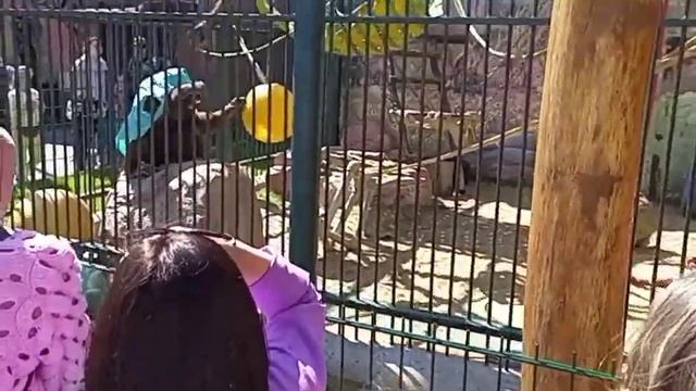 Зоопарк Лимпопо Нижний Новгород 12.06.2023 смотреть онлайн