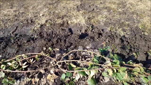 Как перезимовала ежевика. смотреть онлайн