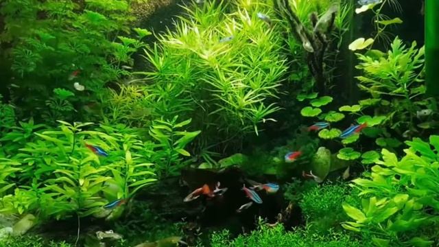 Крепкий сон, глубокое погружение в себя, Релакс. смотреть онлайн