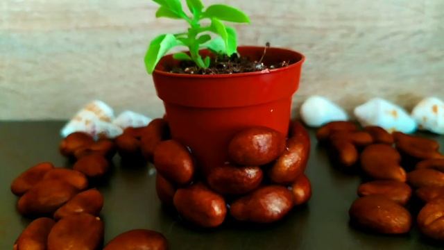 Декор цветочного горшка косточками мушмулы - Творим на локдауне, Махмутлар, Аланья, апрель 2021 смотреть онлайн