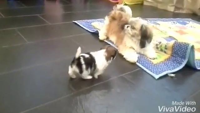 щенки ши тцу питомник ши тцу Дружане смотреть онлайн