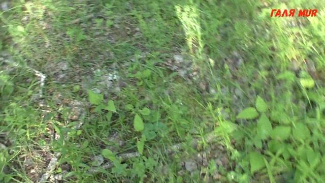 Прогулка в лес Цветы смотреть онлайн