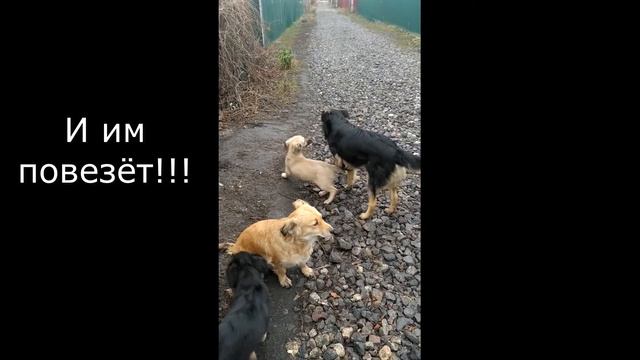 Счастливый конец грустного начала или история бездомных "дворян" до и после... смотреть онлайн