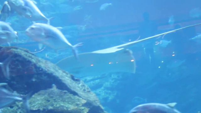 Огромный аквариум в Дубай Молл) смотреть онлайн