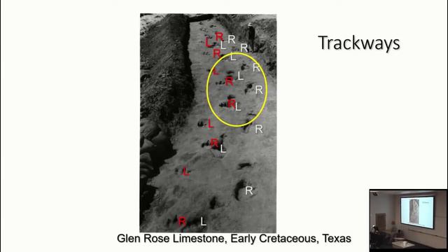 Lecture 5 Bones in the Stones Fossils & Fossilization смотреть онлайн