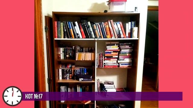 НАЙДИ КОТА ? Попробуй найти кота на картинке. БУДЬ В КУРСЕ TV смотреть онлайн