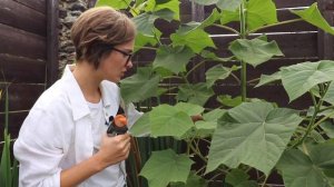 КАК ОБРЕЗАТЬ ПАВЛОВНИЮ ПРАВИЛЬНО / Какую поросль удалять и зачем? // VLOG Павловния