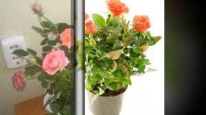 Адаптация КОМНАТНЫХ РОЗ | Что делать, чтобы роза не погибла в первые недели после покупки