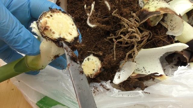 Пересадка гиппеаструма из транспортировочного горшка - ждать цветения или нет смотреть онлайн