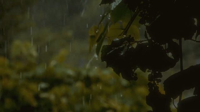 Make Your Video Look Like Film / Dehancer смотреть онлайн