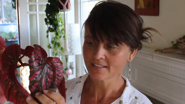 Begonia Brevirimosa смотреть онлайн