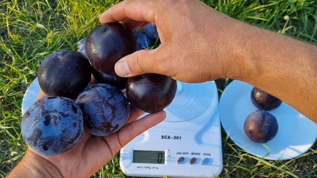 Слива Блек Сплендор / Plum Black Splendor смотреть онлайн
