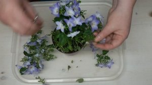 Как сохранить подаренные горшечные растения. Адаптация кампанулы, купленной в магазине.
