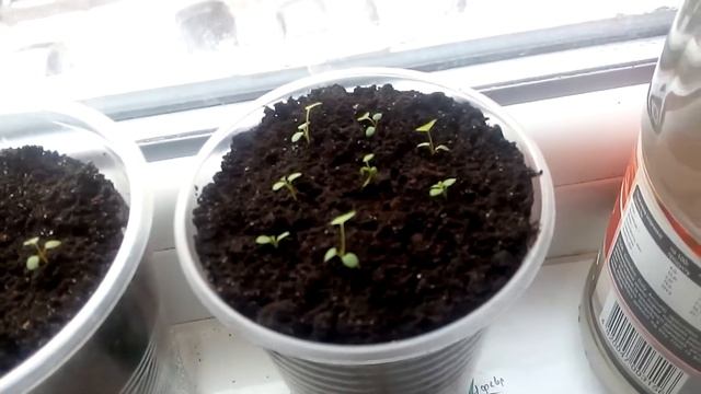 Выращивание клубники и земляники в домашних условиях смотреть онлайн