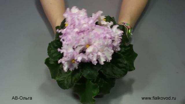 фиалка АВ-Ольга смотреть онлайн