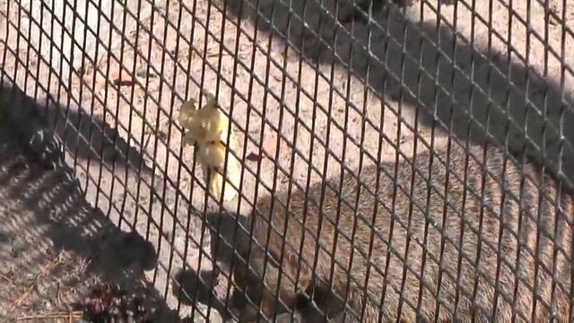 Футаж Новосибирский зоопарк 001143 смотреть онлайн