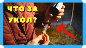 ВИТАМИНИЗАЦИЯ. КАКИЕ ИНЪЕКЦИИ ДЕЛАТЬ НОВОРОЖДЕННЫМ КОЗЛЯТАМ