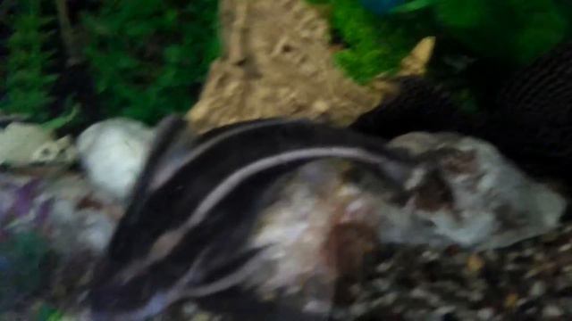 Вечерний аквариум. Черчель. смотреть онлайн