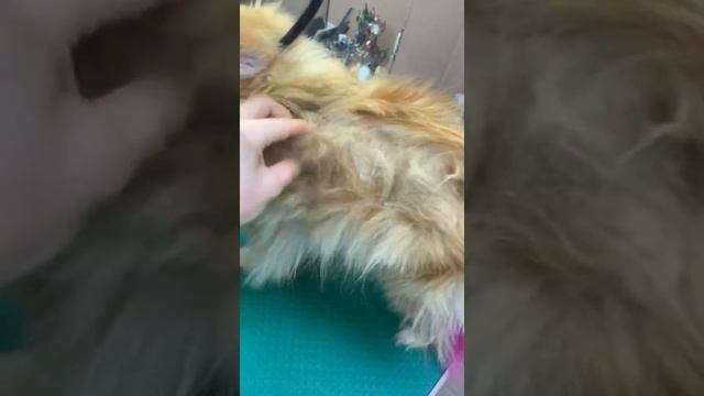 Колтуны ДО/ПОСЛЕ смотреть онлайн
