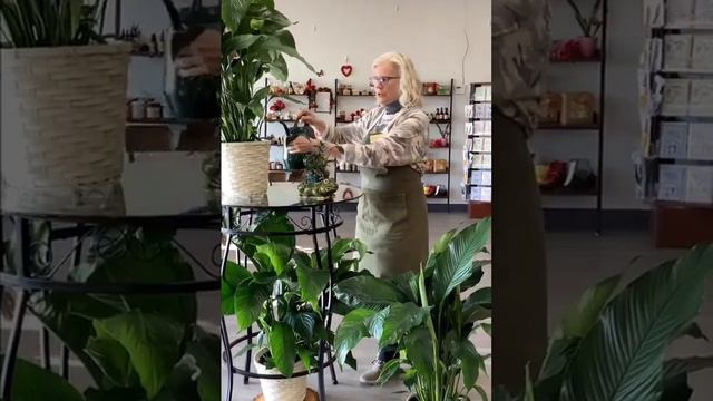 How to Care for Your Peace Lily смотреть онлайн