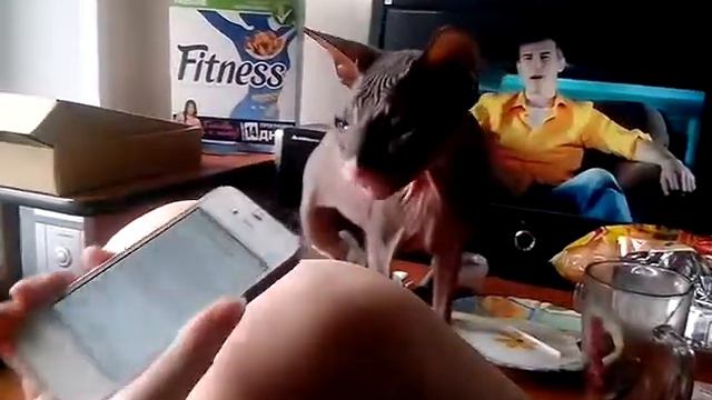 Кошка хочет айфон;)