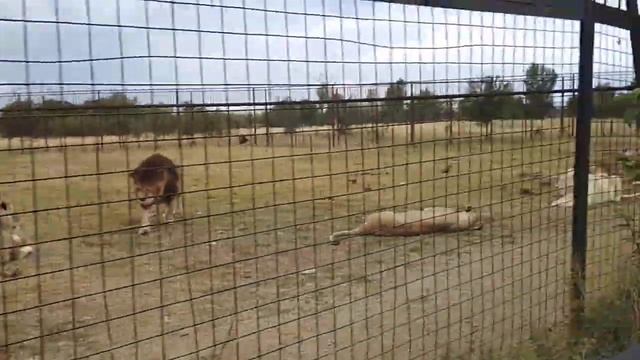 Жизнь львов.Парк львов тайган смотреть онлайн