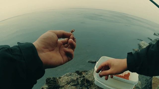 Тарань с Бычком на ФИДЕР смотреть онлайн
