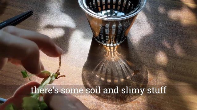 Propagating and prepping a syngonium mini pixie for leca (ASMR, no talking) смотреть онлайн