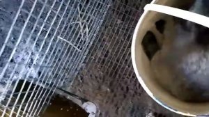 Вес кроликов полтавское серебро в 3 месяца