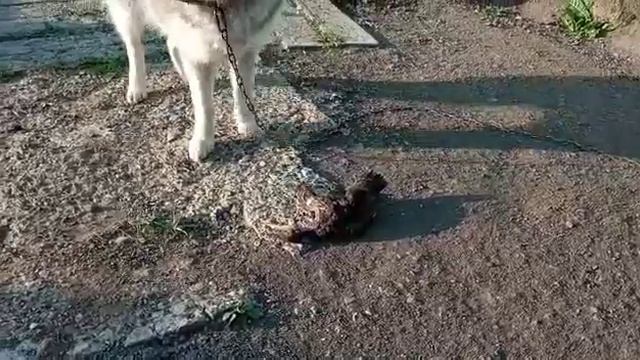 Хаски Сэм играет уткой. #хаски,#собака,#сибирскийхаски,#хаски,#Сэм,#всесамисвоимируками. смотреть онлайн