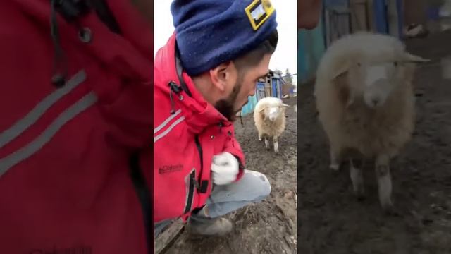 Плохо пошутил над бараном смотреть онлайн