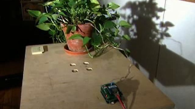 Thirsty Plants Text For Help Interactive Telecommunications Researchers Develop A Device For Pla смотреть онлайн