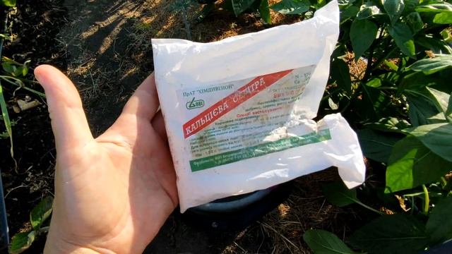 ????ВЕРШИННАЯ ГНИЛЬ ПЕРЦЕВ И ТОМАТОВ. ЧТО ПОМОЖЕТ смотреть онлайн