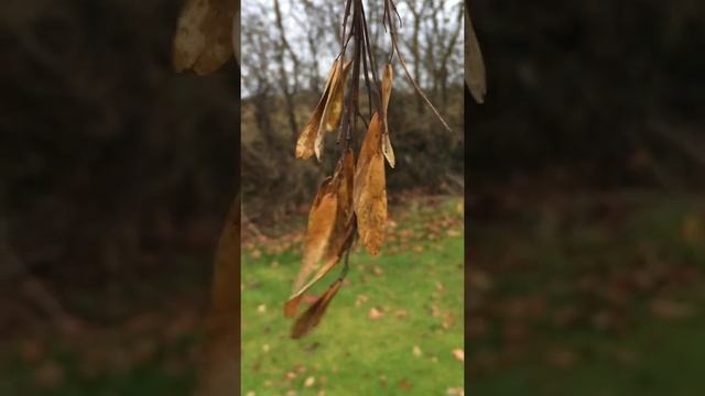 Common ash (Fraxinus excelsior) - samaras close up - December 2017 смотреть онлайн