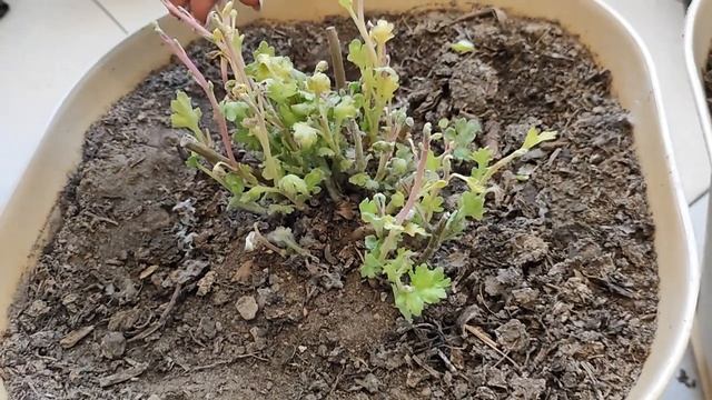 Хризантема мультифлора после зимы. Дальнейшие действия смотреть онлайн